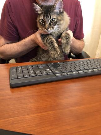 Cat typing on keyboard.